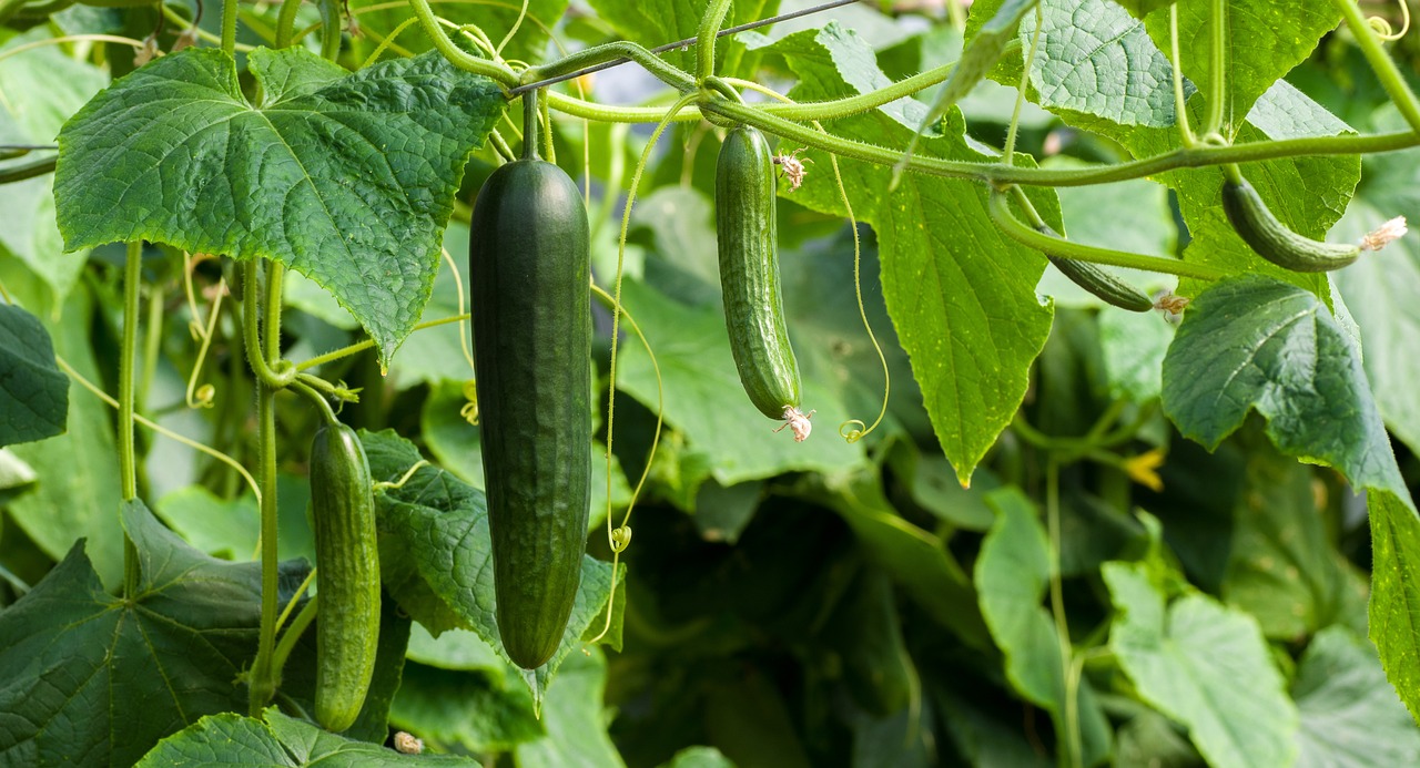 Cucumber