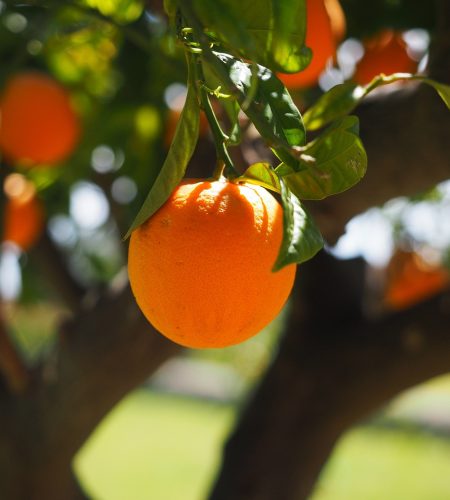 orange-1117645_1280-1-1-1.jpg